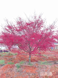 9公分日本红枫