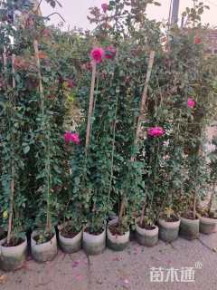 100厘米藤本月季