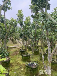 5公分柚子树