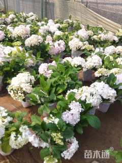 高度70厘米八仙花