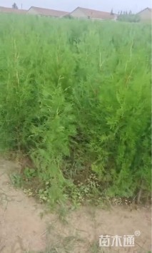 高度120厘米侧柏