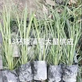 高度200厘米矮蒲苇