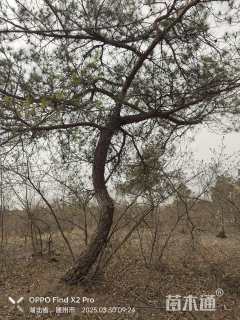 高度1500厘米马尾松