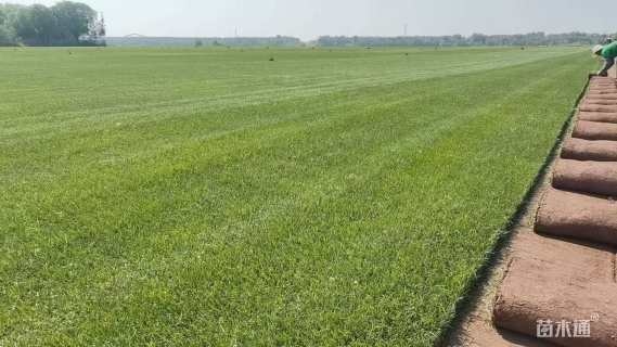 草块状马尼拉草