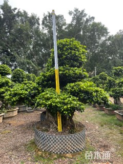 50公分小叶榕