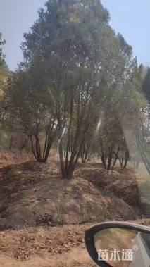 10公分(5杆)丛生香樟