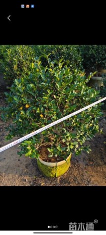 冠幅60厘米茶梅球