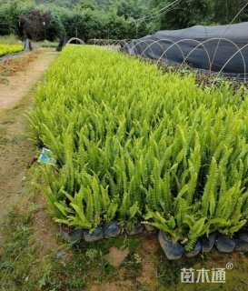 高度30厘米排骨草