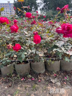 高度30厘米欧洲月季