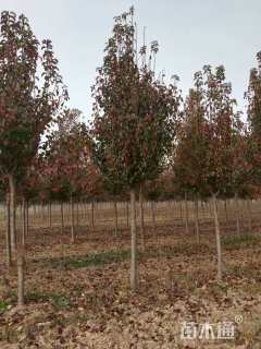 11公分彩叶豆梨