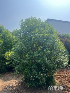 高度280厘米丛生桂花