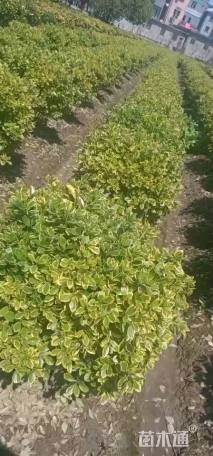 冠幅100厘米金边黄杨球