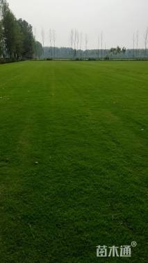 草块状百慕大草