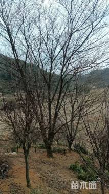 30公分染井吉野樱