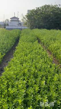 高度33厘米大叶黄杨