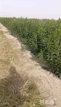 高度100厘米夹竹桃