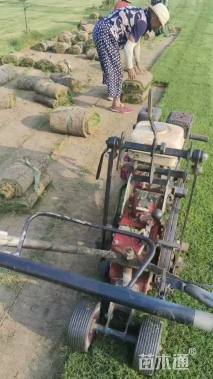 草卷状百慕大草