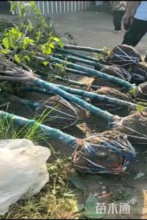 高度250厘米蜡梅