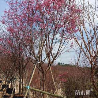 5公分福建山樱花