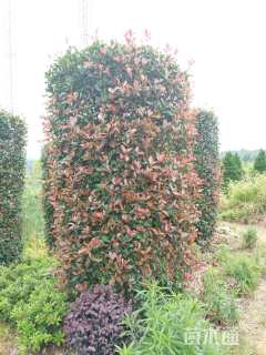 高度300厘米红叶石楠柱