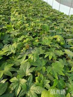 高度30厘米八角金盘