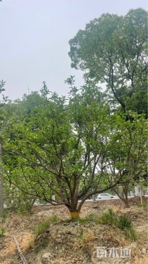 15公分丛生香泡