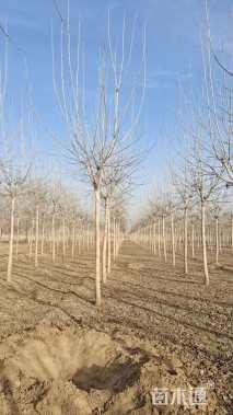 8公分金叶复叶槭