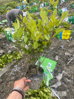 冠幅30厘米茶梅球