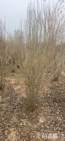 高度230厘米丛生木槿