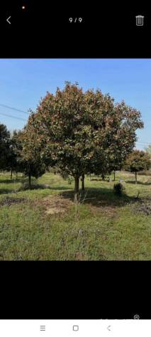 15公分红叶石楠