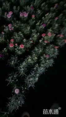 高度25厘米康乃馨