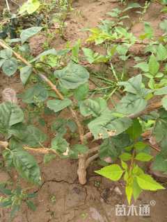 高度120厘米连翘