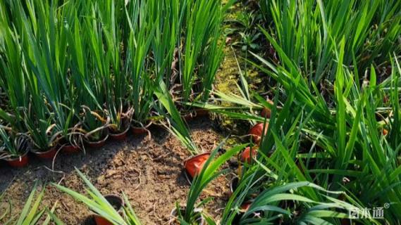 高度40厘米鸢尾