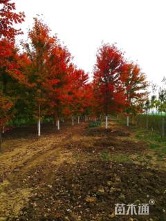 15公分美国红枫