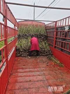 高度25厘米兰花