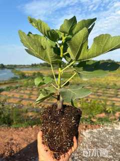 高度30厘米无花果小苗