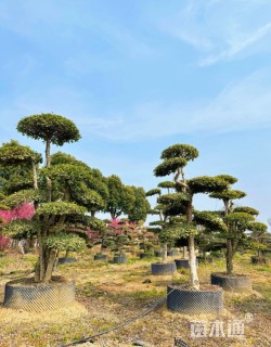 15公分造型椤木石楠