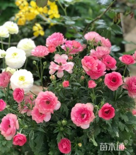 高度50厘米花毛茛