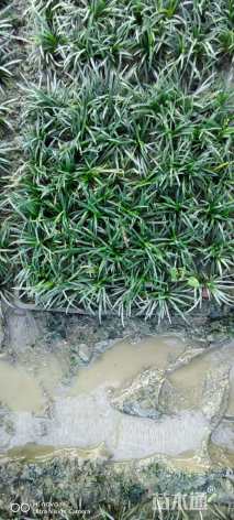 高度10厘米玉龙草