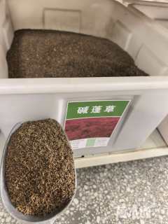 碱蓬草种子