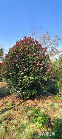 高度450厘米丛生红叶石楠