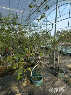 高度100厘米栀子