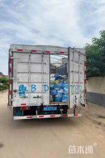 高度50厘米瓜子黄杨