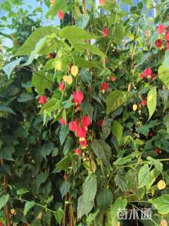 高度150厘米倒挂金钟