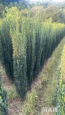 高度180厘米直立冬青