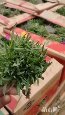 高度10厘米常夏石竹