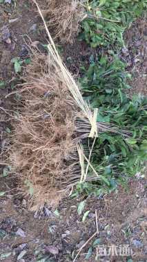 高度30厘米茶树