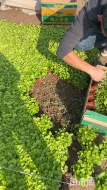 高度10厘米二月兰