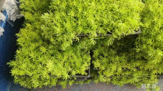 高度5厘米佛甲草