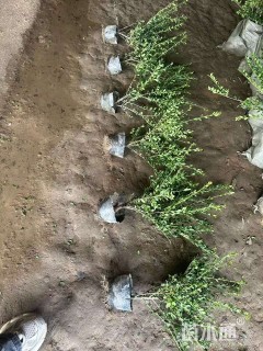 高度45厘米龟甲冬青